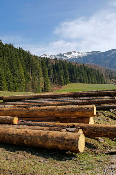 Lumber Next to a Forrest